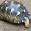 Radiated tortoise