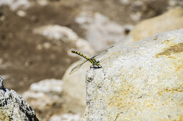 Libellula di Elesal