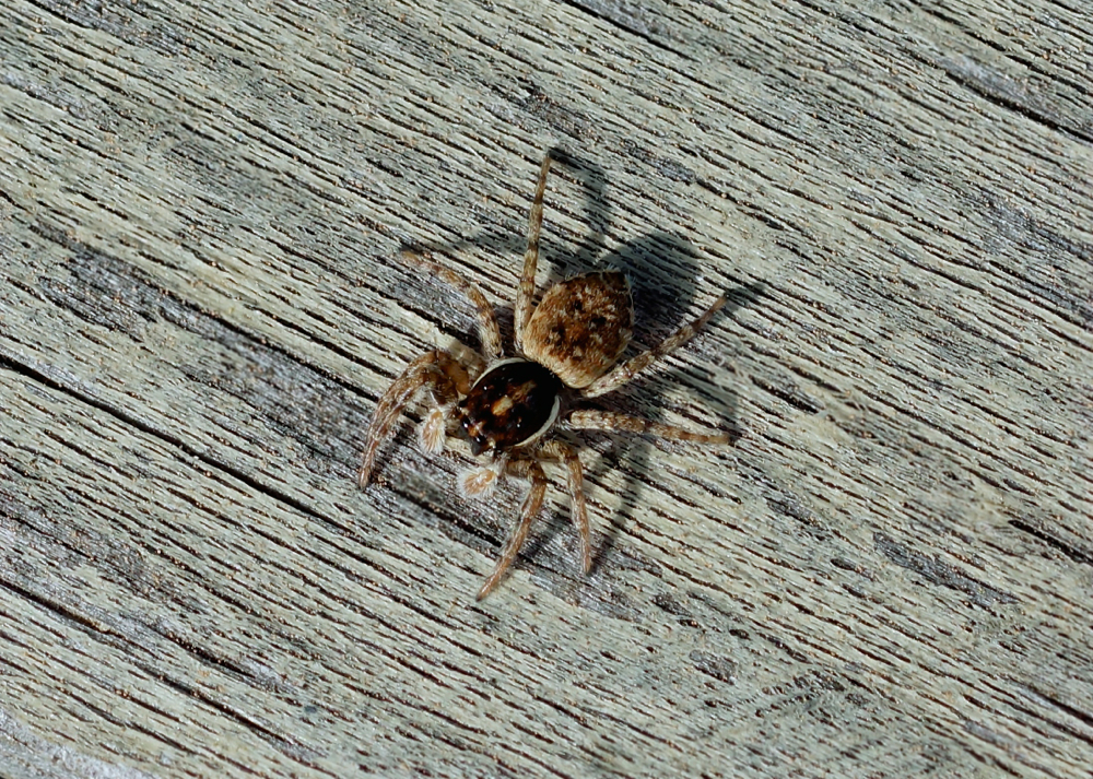 Jumping Spider