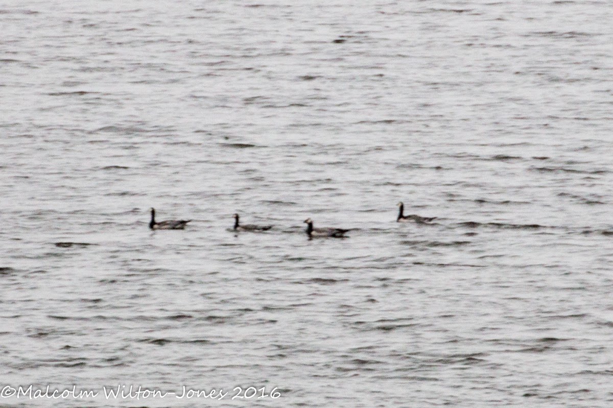 Canada Goose