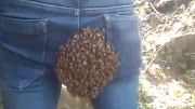 A swarm of bees settled on this man's bottom.