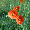 Red Corn Poppy