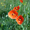 Red Corn Poppy