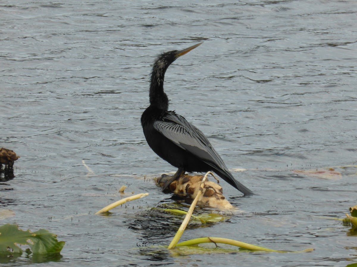 Anhinga