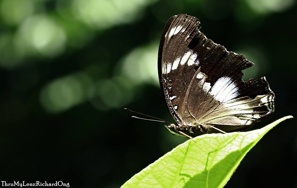 Great Eggfly