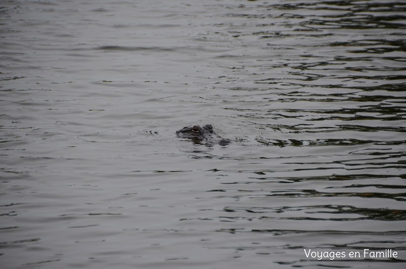 Gator Vermilionville