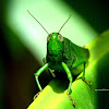 Grasshopper