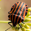 Italian Striped Shield Bug