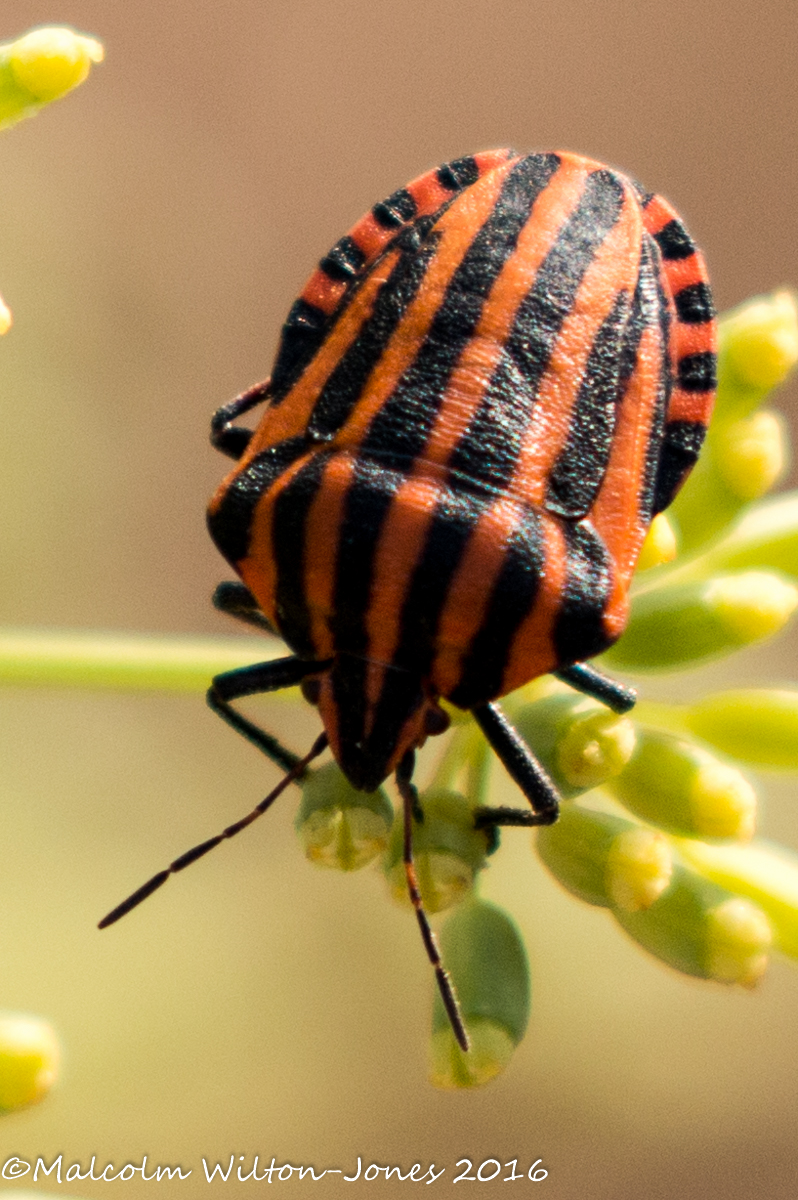 Italian Striped Shield Bug