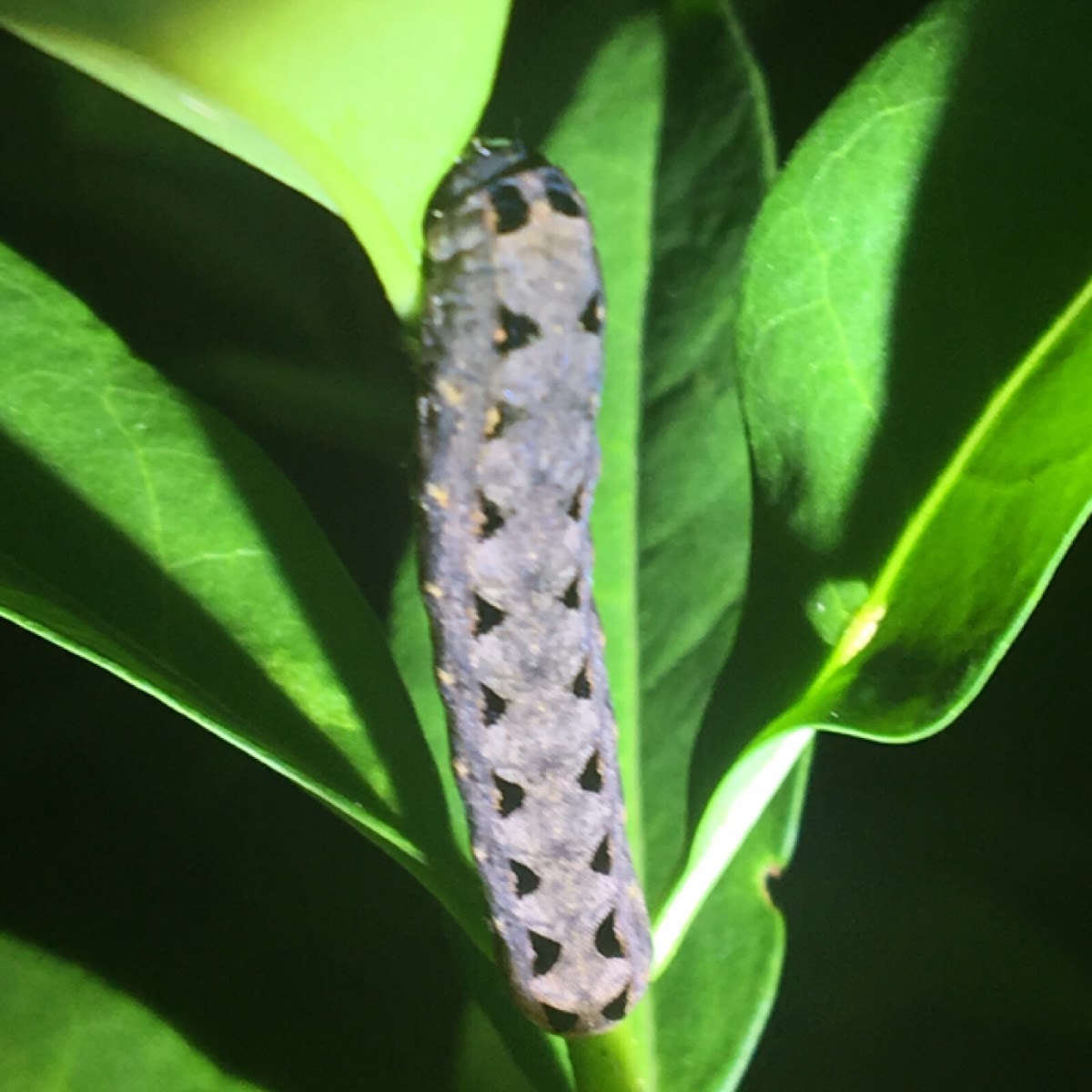 Velvet Army Worm Moth