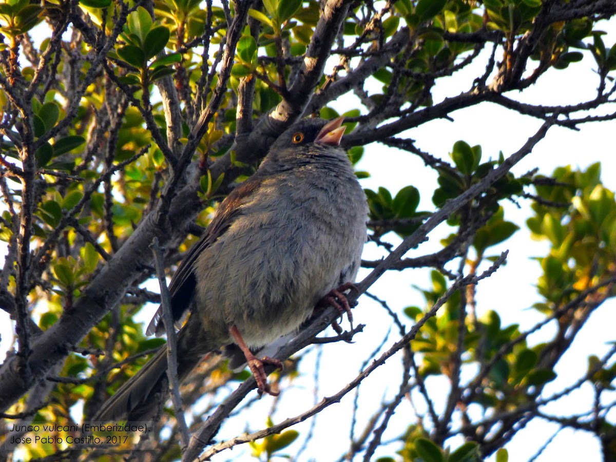 Volcano Junco