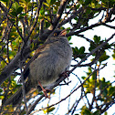 Volcano Junco