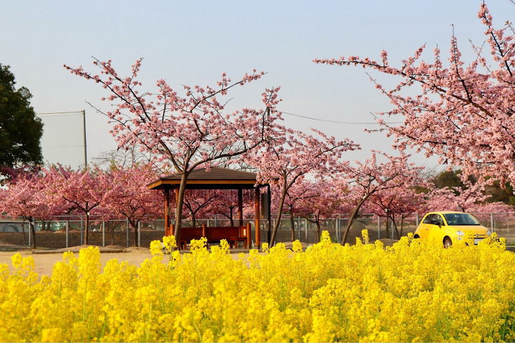 500の岡山・河津桜・児島湖花回廊・菜の花に関するカスタム事例の投稿画像2枚目