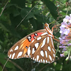 Gulf Fritillary