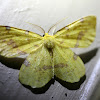 Crocus Geometer