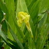 Golden Canna