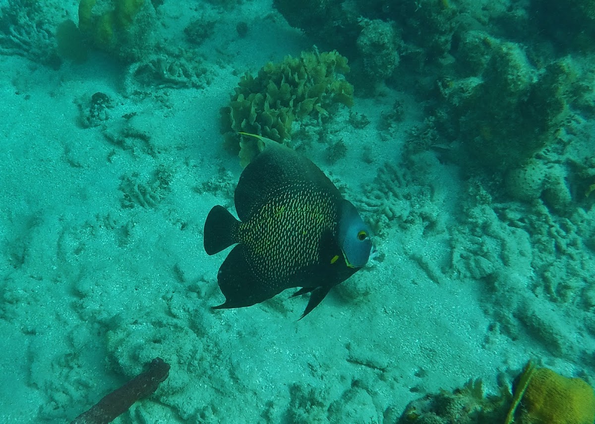 Gray angelfish adult