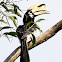 Oriental Pied Hornbill