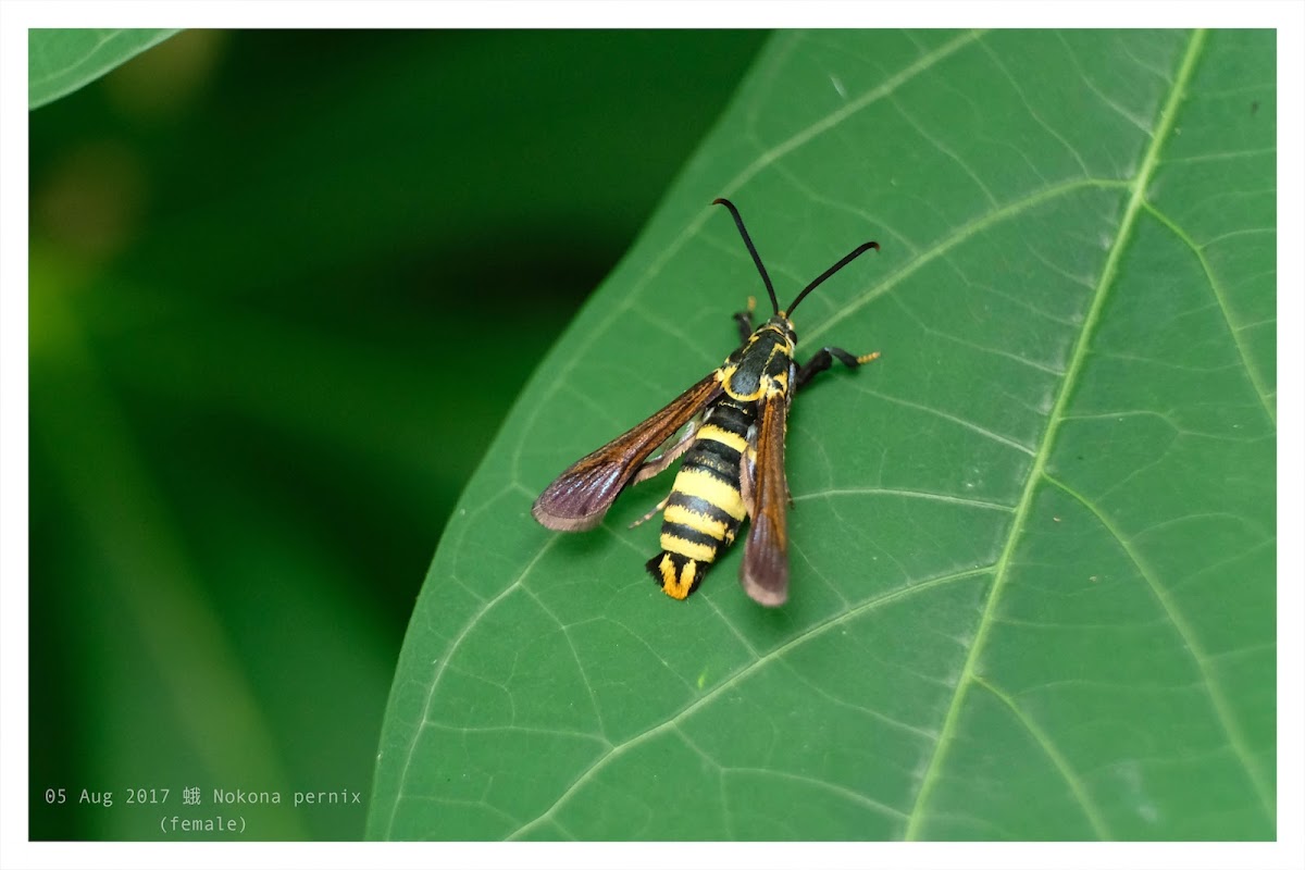 Nokona pernix (female)