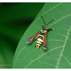 Nokona pernix (female)