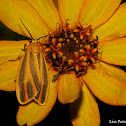 Painted Lichen Moth