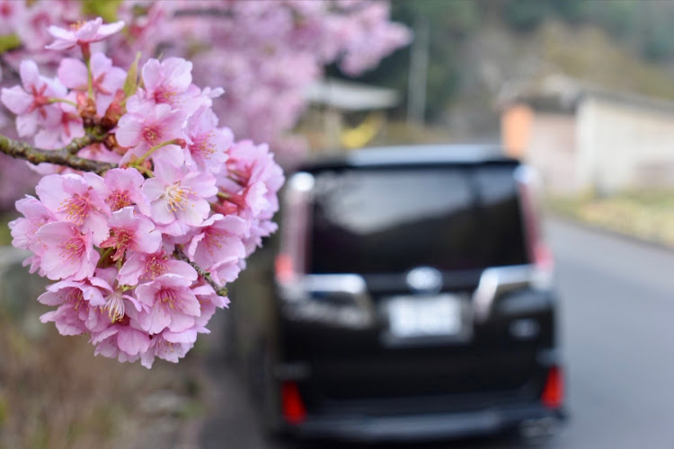 ヴォクシーの旬なやつは旬な時に…・河津桜🌸とコラボ・近所の極うまラーメン🍥🍜に関するカスタム事例の投稿画像2枚目