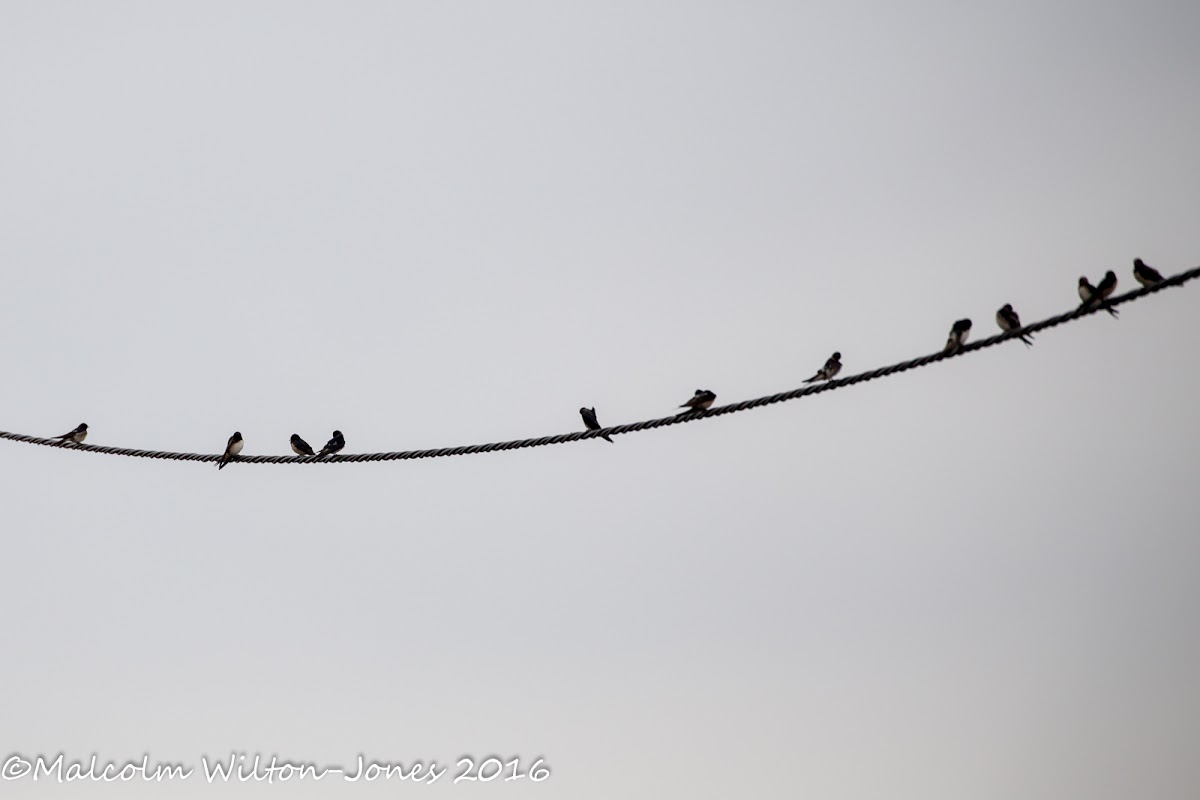 Barn Swallow; Golondrina Común