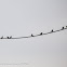 Barn Swallow; Golondrina Común