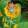 Primula Flower