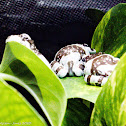 Amazon Milk Frog