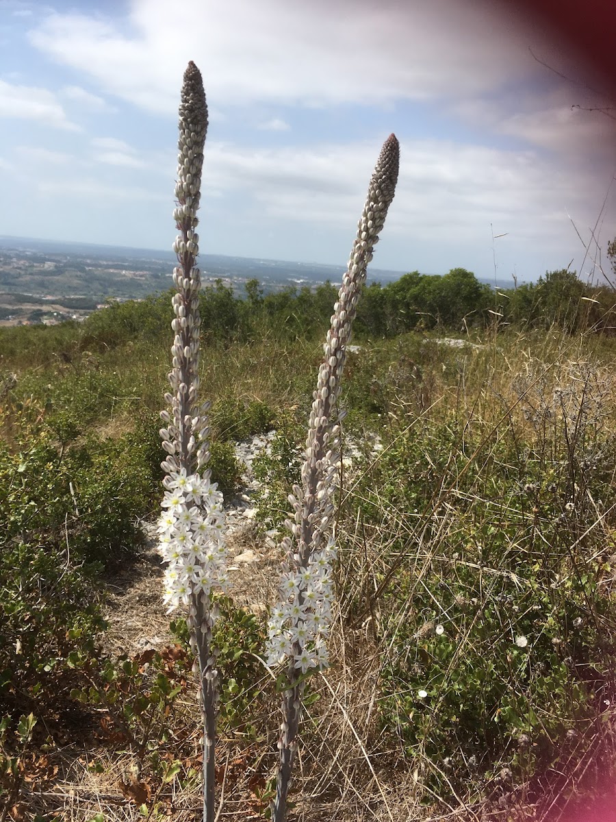 Is this an orchid or asphodel