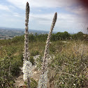 Is this an orchid or asphodel