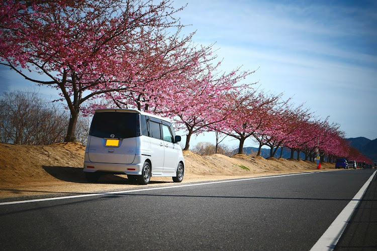 ルークス ハイウェイスター ターボの岡南飛行場・河津桜・春・もうすぐ満開？・岡山に関するカスタム事例の投稿画像3枚目