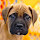 Bullmastiff HD Wallpapers Dog Theme