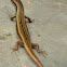 Himalayan Ground Skink