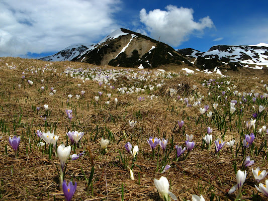 Segni di primavera di donyb