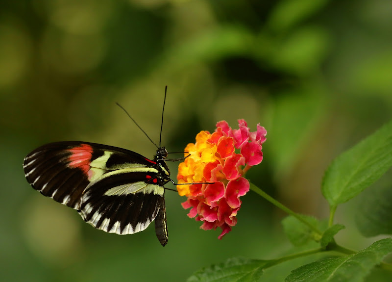 La farfalla sul fiore di Sgheno 