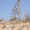 Wavy-leaved Squill