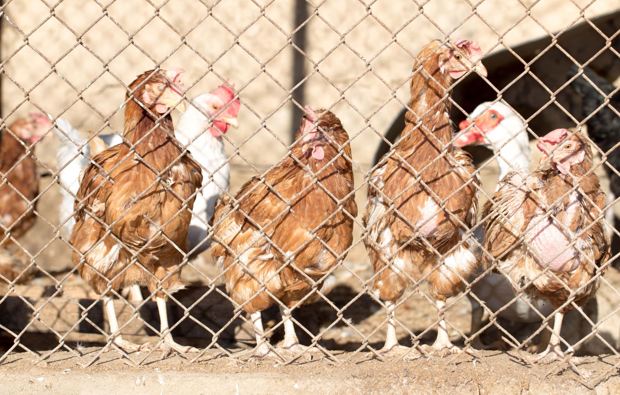 If you’re in the business of free-range chicken farming, one of the best precautionary measures you can take is investing in excellent quality free-range nets