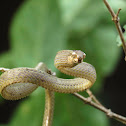 Blunt-headed Slug Eating Snake