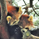 Red panda