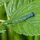 Azure Damselfly