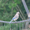 Eastern Bluebird