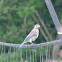 Eastern Bluebird