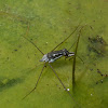 Water Strider