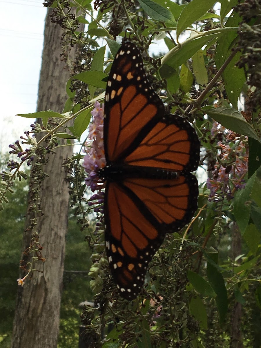 Monarch Butterfly