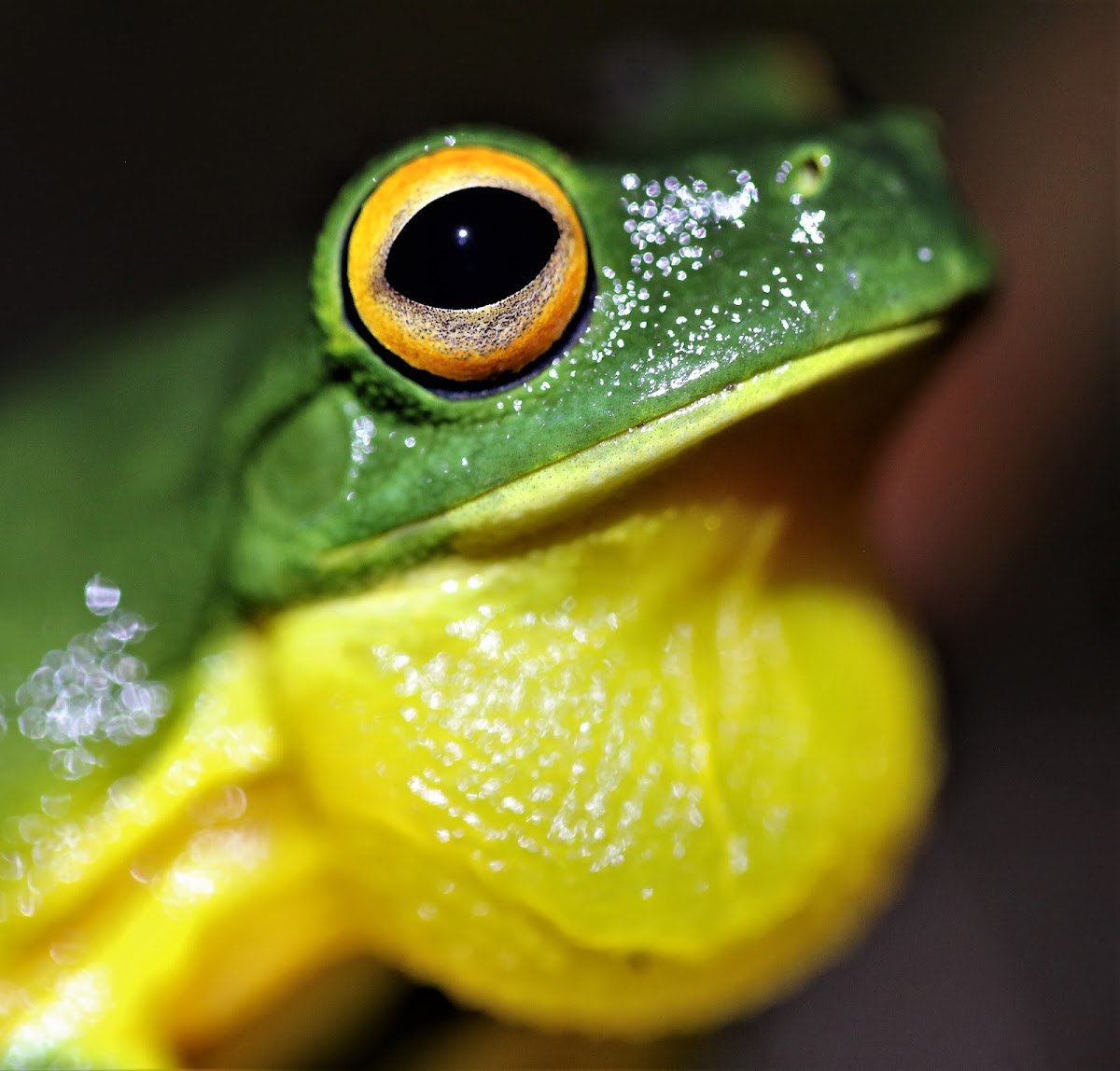 Orange-thighed Frog