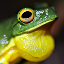 Orange-thighed Frog