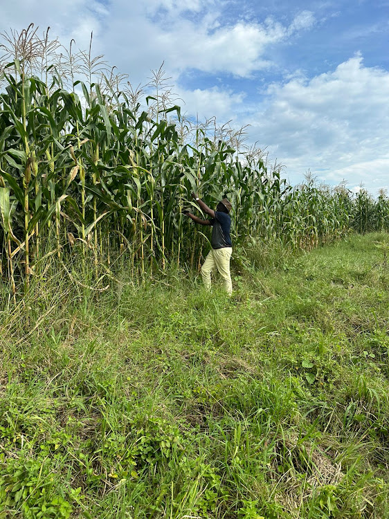 President William Ruto taking a look at a maize on his farm at Trans Mara on June 28, 2023.