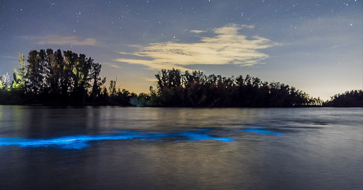 Bioluminescence in Florida